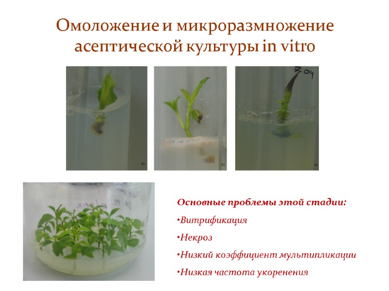 Омоложение и микроразмножение асептической культуры in vitro Основные проблемы этой стадии: Витрификация Некроз Низкий